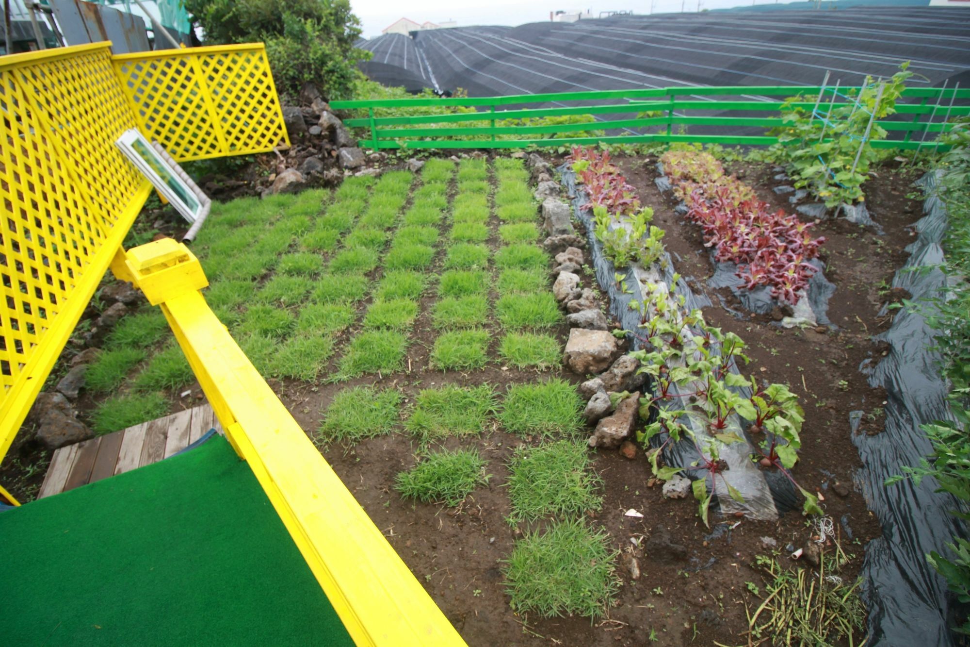 Jeju Sunflower Pension Sogüpcho Exteriér fotografie